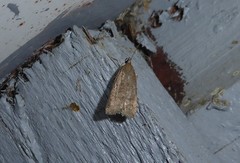 Phaeosaces apocrypta