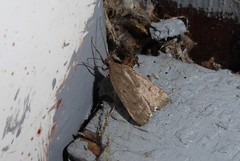 Phaeosaces apocrypta