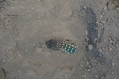 Sceloporus occidentalis