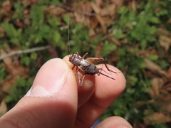 Allonemobius maculatus