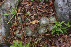 Mammillaria erythrosperma