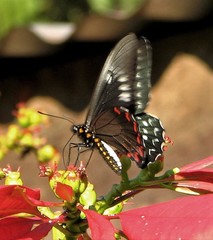 Battus polystictus polystictus