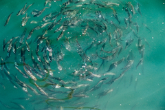Atlantic Mackerel photo 3