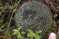 Mammillaria orcuttii