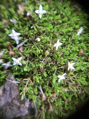 Crassula sinclairii