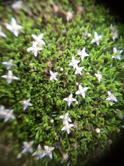 Crassula sinclairii