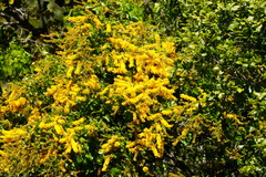 Barklya syringifolia