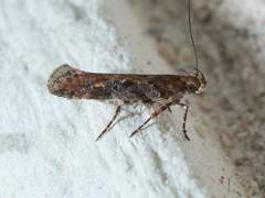 Aristotelia rubidella