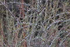 Ribes speciosum