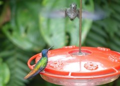 Taphrospilus hypostictus