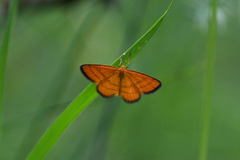 Idaea flaveolaria