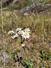 Holocheilus brasiliensis