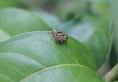 Paraphidippus