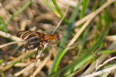 Tritoxa incurva