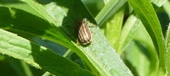 Ophraella conferta