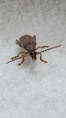 Coleoptera