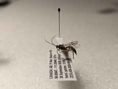 Ichneumonidae
