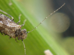 Myopsocidae
