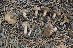 Inocybe chelanensis