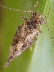 Myopsocidae