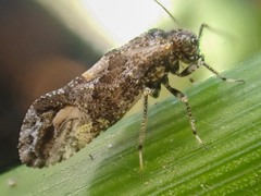 Myopsocidae