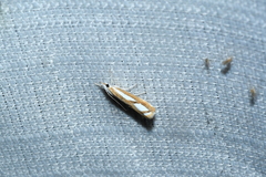 Catoptria latiradiellus