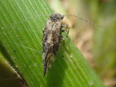 Myopsocidae