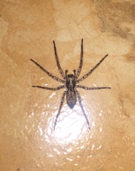 Tomopisthes horrendus