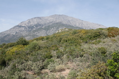 Cistus parviflorus
