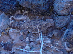 Phrynosoma goodei