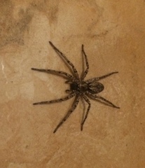 Tomopisthes horrendus