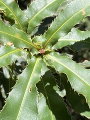 Macadamia tetraphylla