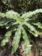 Macadamia tetraphylla