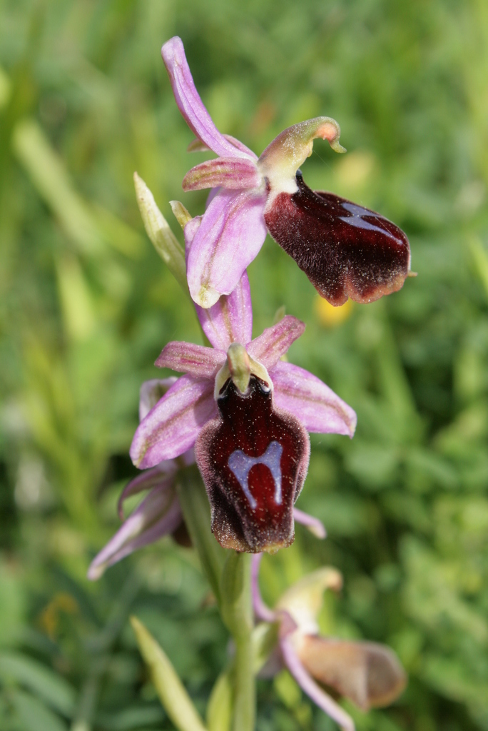 Horseshoe Orchid