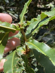 Macadamia tetraphylla