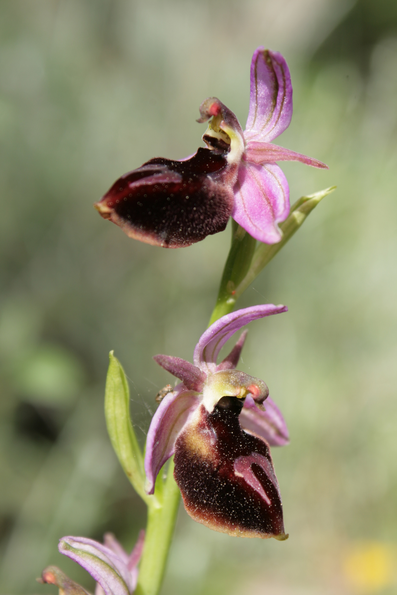Details about   Ophrys Ferrum  tuber 