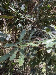 Macadamia tetraphylla