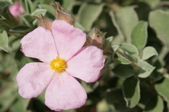Cistus parviflorus