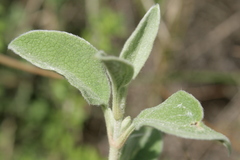 Cistus parviflorus