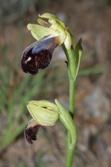 Ophrys fusca iricolor