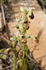 Ophrys umbilicata