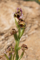 Ophrys umbilicata