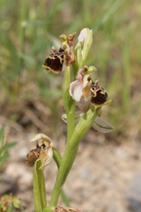 Ophrys umbilicata