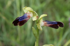 Ophrys fusca iricolor