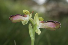 Ophrys fusca iricolor