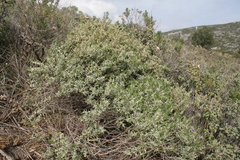 Thymelaea tartonraira argentea