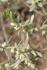 Thymelaea tartonraira argentea