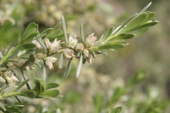 Thymelaea tartonraira argentea