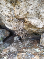 Tillandsia capillaris