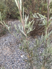 Salix exigua hindsiana